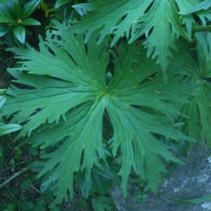 Photographie n°2086143 du taxon Aconitum lycoctonum subsp. neapolitanum (Ten.) Nyman