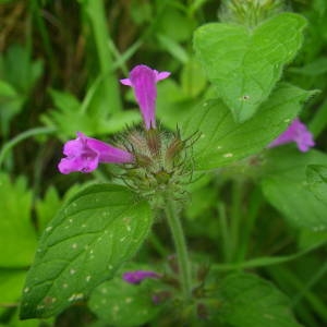 Photographie n°2086278 du taxon Clinopodium vulgare L. [1753]