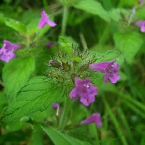 Photographie n°2086283 du taxon Clinopodium vulgare L. [1753]