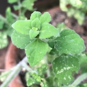 Photographie n°2086561 du taxon Clinopodium nepeta (L.) Kuntze [1891]