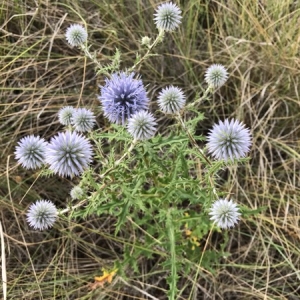 Photographie n°2086622 du taxon Echinops ritro L. [1753]