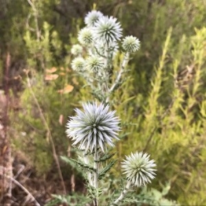 Photographie n°2086624 du taxon Echinops ritro L. [1753]