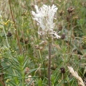 Photographie n°2086830 du taxon Plantago media L. [1753]