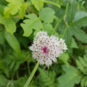 Photographie n°2087360 du taxon Astrantia major L. [1753]