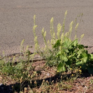 Photographie n°2087716 du taxon Reseda lutea L. [1753]