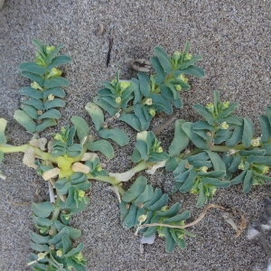 Photographie n°2087848 du taxon Euphorbia peplis L. [1753]