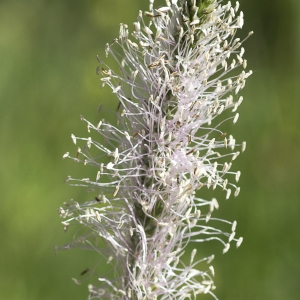 Photographie n°2088042 du taxon Plantago media L.