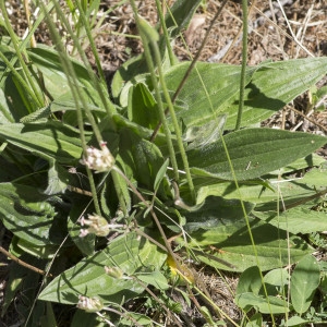 Photographie n°2088044 du taxon Plantago media L.