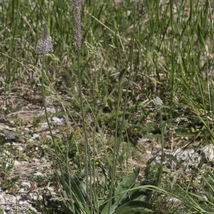 Photographie n°2088047 du taxon Plantago media L.