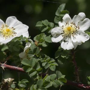 Photographie n°2088051 du taxon Rosa spinosissima L.