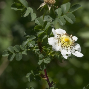Photographie n°2088055 du taxon Rosa spinosissima L.