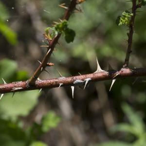 Photographie n°2088058 du taxon Rosa spinosissima L.