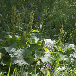 Photographie n°2088076 du taxon Rumex alpinus L.