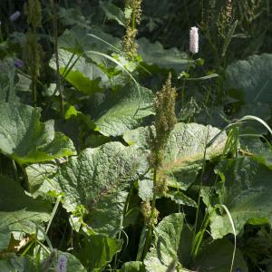 Photographie n°2088078 du taxon Rumex alpinus L.