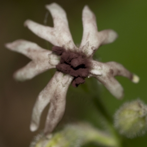 Lychnis nutans (L.) Scop. (Silène penché)