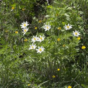 Photographie n°2089438 du taxon Anemone alpina L.