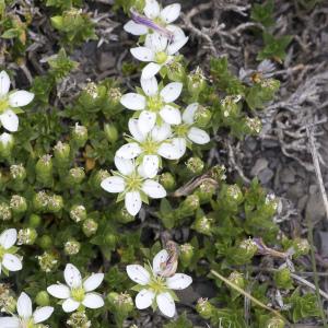 Photographie n°2089454 du taxon Minuartia rupestris subsp. rupestris 