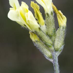 Photographie n°2089468 du taxon Oxytropis campestris subsp. campestris