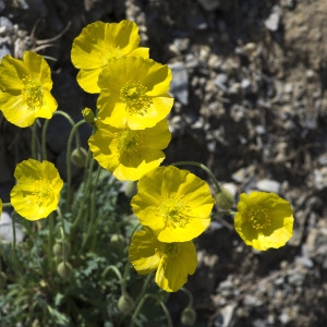 Photographie n°2089483 du taxon Papaver alpinum subsp. alpinum 