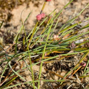 Photographie n°2089617 du taxon Ephedra distachya L. [1753]