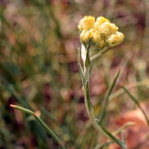 Photographie n°2089619 du taxon Helichrysum stoechas (L.) Moench [1794]