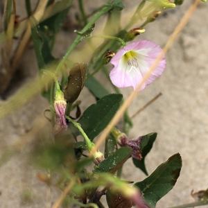 Photographie n°2089826 du taxon Calystegia soldanella (L.) Roem. & Schult. [1819]