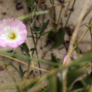 Photographie n°2089828 du taxon Calystegia soldanella (L.) Roem. & Schult. [1819]