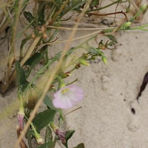 Photographie n°2089829 du taxon Calystegia soldanella (L.) Roem. & Schult. [1819]