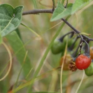 Photographie n°2089845 du taxon Solanum L. [1753]