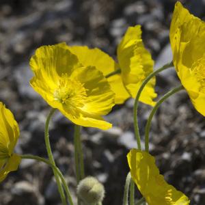  - Papaver alpinum subsp. alpinum 