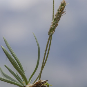 Photographie n°2089858 du taxon Plantago alpina L.