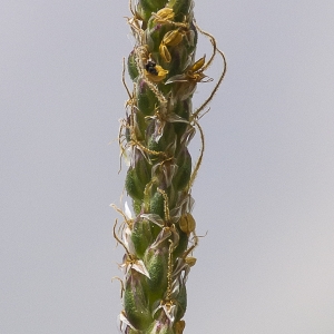 Photographie n°2089859 du taxon Plantago alpina L.