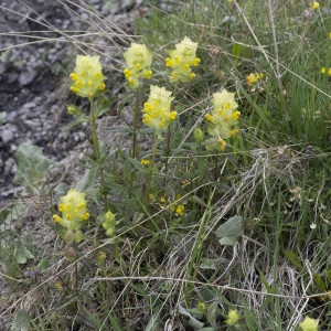 Photographie n°2089865 du taxon Rhinanthus alectorolophus (Scop.) Pollich