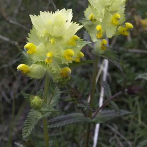 Photographie n°2089866 du taxon Rhinanthus alectorolophus (Scop.) Pollich