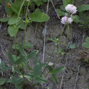 Photographie n°2089904 du taxon Trifolium montanum L. [1753]