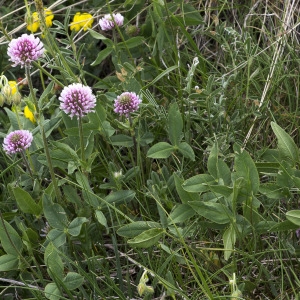 Photographie n°2089907 du taxon Trifolium montanum L. [1753]