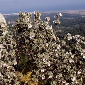 Photographie n°2089947 du taxon Lavatera maritima Gouan [1773]