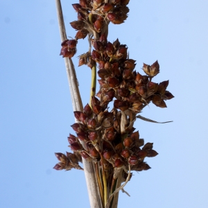 Photographie n°2089957 du taxon Juncus acutus subsp. acutus 