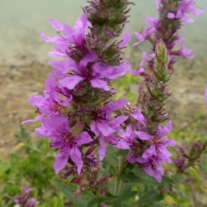 Photographie n°2090072 du taxon Lythrum salicaria L.