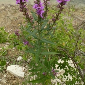 Photographie n°2090073 du taxon Lythrum salicaria L.