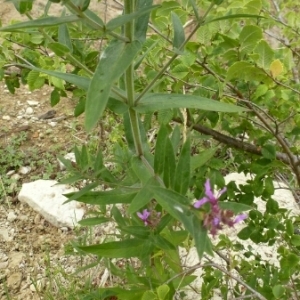 Photographie n°2090074 du taxon Lythrum salicaria L.