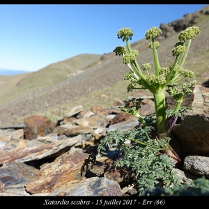 Photographie n°2090080 du taxon Xatartia scabra (Lapeyr.) Meisn. [1838]