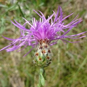  - Centaurea maculosa Lam. [1785]