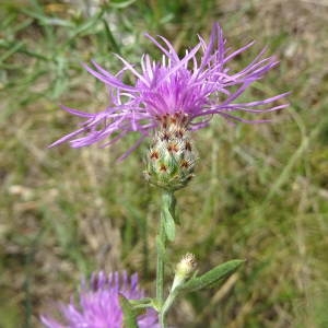 Photographie n°2090137 du taxon Centaurea maculosa Lam. [1785]