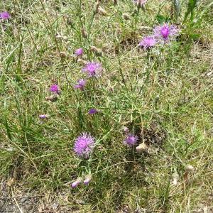Photographie n°2090138 du taxon Centaurea maculosa Lam. [1785]