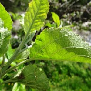 Photographie n°2090143 du taxon Malus domestica Borkh. [1803]