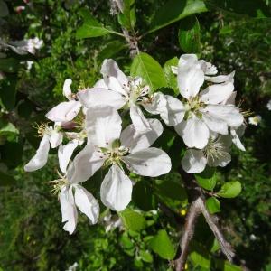 Photographie n°2090146 du taxon Malus domestica Borkh. [1803]