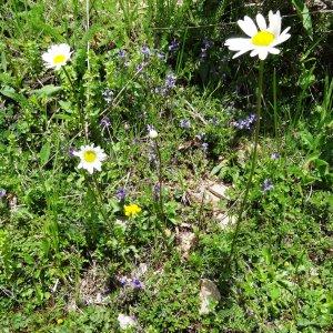 Photographie n°2090148 du taxon Leucanthemum vulgare Lam. [1779]