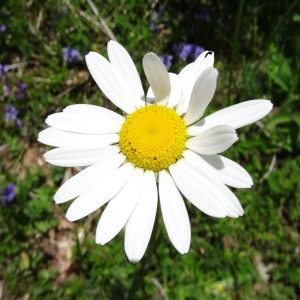 Photographie n°2090149 du taxon Leucanthemum vulgare Lam. [1779]