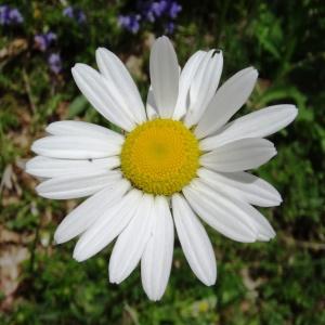 Photographie n°2090151 du taxon Leucanthemum vulgare Lam. [1779]